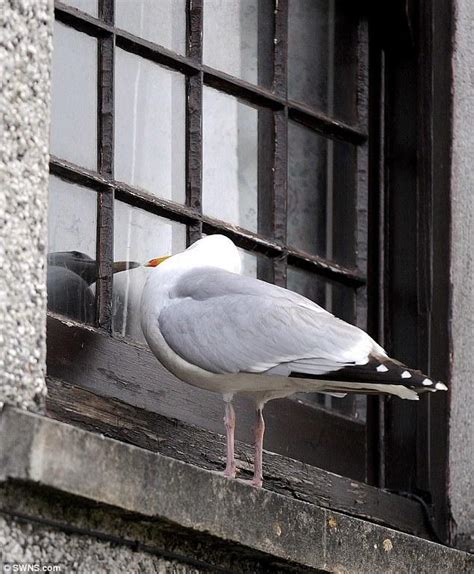 鳥啄窗戶